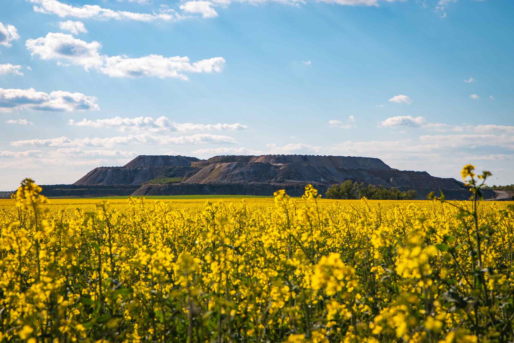 Canola